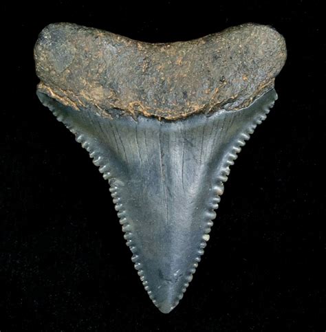 white shark fossil teeth.